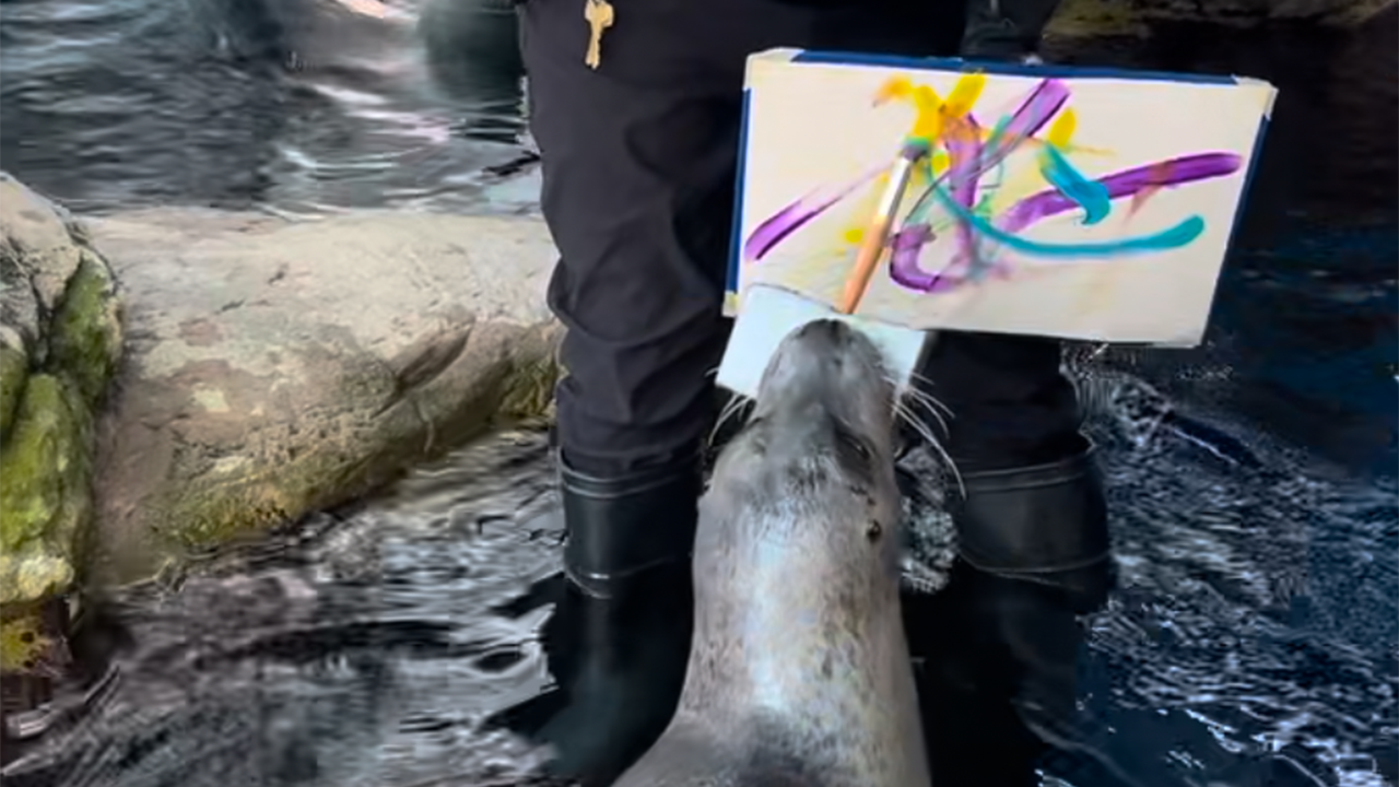 A seal painting a picture.